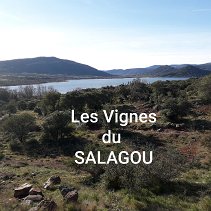 05 - Les vignes du Salagou le 15 février 2024